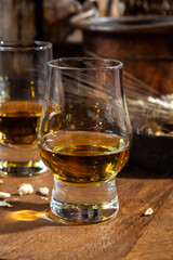 Small tasting glasses with aged Scotch whisky on old dark wooden vintage table with barley grains