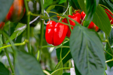 Big ripe sweet bell peppers, red paprika, growing in glass greenhouse, bio farming in the Netherlands