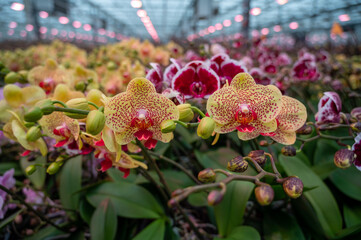 Cultivation of colorful tropical flowering plants orchid family Orchidaceae in Dutch greenhouse...