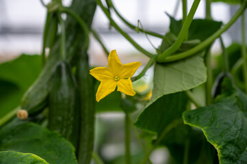 Young green cucumbers vegetables hanging on lianas of cucumber plants in green house