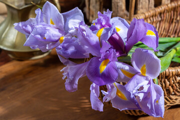 Springtime, bouquet of fresh spring purlpe iris flowers