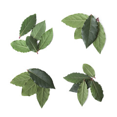Collage with fresh bay leaves on white background