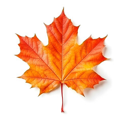 autumn maple leaf in isolated white background, Canada Day, Generative Ai 