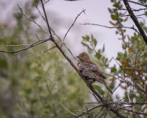 May 12, 2023, Malibu, CA, USA: A female House Finch (Haemorhous mexicanus) perches in a shrub at Malibu Lagoon.