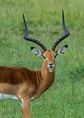 a buck impala antelope on the Masai Mara savannah, in the Maasai Mara conservancy in Kenya, Africa