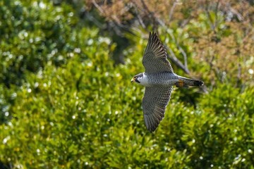 グリーンバックに雀をつかんで悠然と飛ぶハヤブサ 成鳥