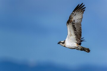 青空をバックに悠然と飛ぶミサゴ