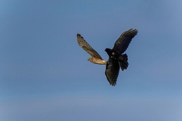 青空バックにカラスとバトルするハイイロチュウヒ メス