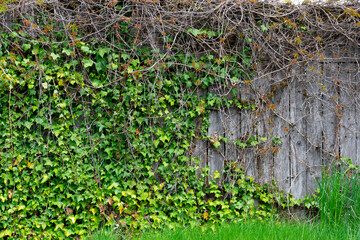 An abstract image of thick green ivy vines growing up and covering an old wooden fence. 