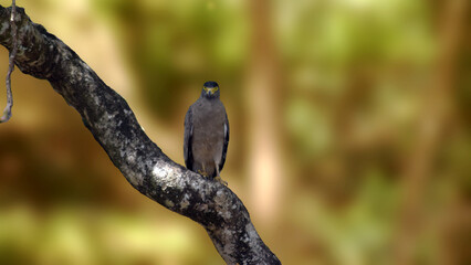 Serpent Eagle