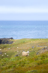 Fototapeta premium Icelandic Sheep Graze at the Mountain Meadow, Group of Domestic Animal in Pure and Clear Nature. Beautiful Icelandic Highlands. Ecologically Clean Lamb Meat and Wool Production. Scenic Area