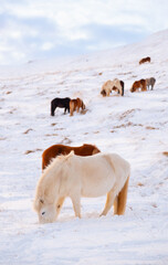 Horses at Winter Icelandic Highlands. Rural Animals in Snow Covered Meadow. Pure Nature in Iceland. Frozen North Landscape. Icelandic Horse. Ecologically Clean Area.