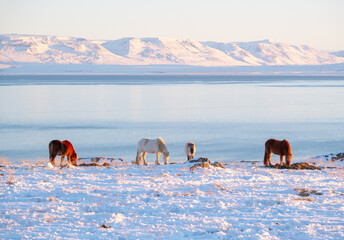Horses at Winter Icelandic Highlands. Rural Animals in Snow Covered Meadow. Pure Nature in Iceland. Frozen North Landscape. Icelandic Horse. Ecologically Clean Area.