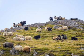 Icelandic Sheep Graze at the Mountain Meadow. Group of Domestic Animal in Pure and Clear Nature. Beautiful Icelandic Highlands. Ecologically Clean Lamb Meat and Wool Production. Scenic Area