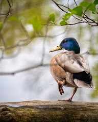 back view of colorful male mallard standing on deadwood in a pond and raising his left leg while looking to the side. duck anas platyrhynchos framed with leaves on branches.