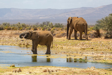one elephant drinking and one elephant walking away