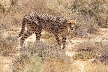 Cheetah in the wild