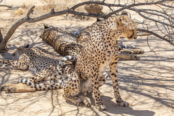 Cheetah sitting under a tree