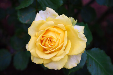 バラ　ファンタスティック