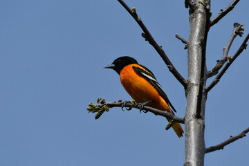 Colorful orange and black male Baltimore Oriole bird perched on a branch in a meadow