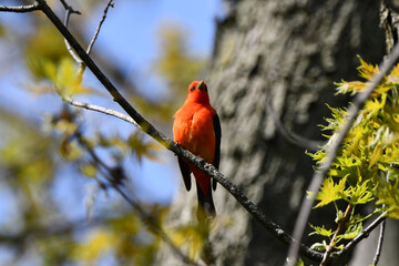 Colorful male Scarlet Tanager bird perched on a branch in the forest