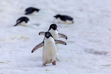 Penguins on the Move in Antarctica