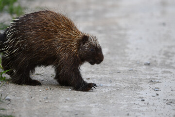 Country scene of a Porcupine steps out and walking on to gravel road from ditch