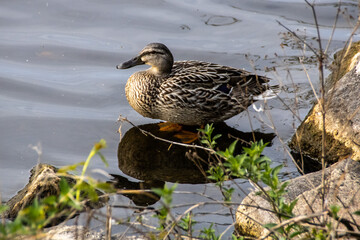 duck on the lake