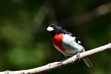 Colorful male Rose Breasted Grosbeak bird perched on a branch