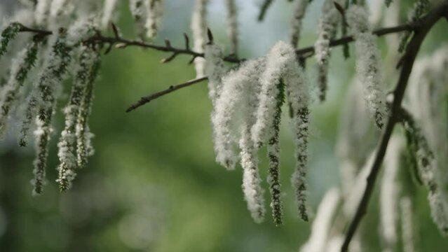 Slow motion shot of blossomin aspen in spring