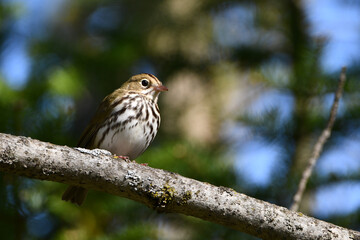 Cute little Ovenbird sits perched on a branch 