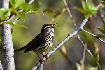 A Northern Water thrush bird sits perched on a branch in the forest