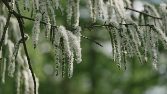 Slow motion shot of blossomin aspen in spring