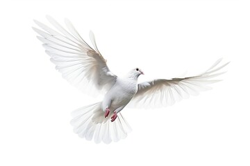 free flying white dove isolated on a white background. Generative AI technology. - obrazy, fototapety, plakaty