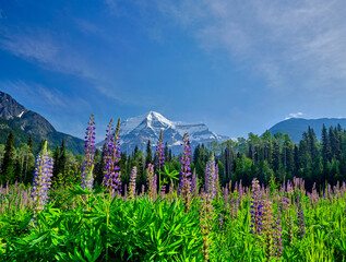 snow capped MT Robson in Alberta Province Canada with purpleand lavender Lupine flowers inthe foreground