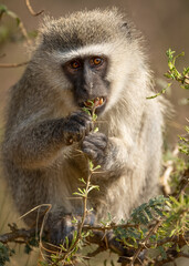 Obraz premium Vervet Monkey portrait as it stares straight at the photographer while eating in a small tree