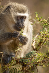 Vervet monkey looking off screen while eating in a small tree