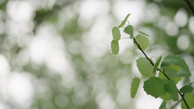 Slow motion shot of fresh aspen leaves