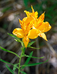 astromelia flor de montaña