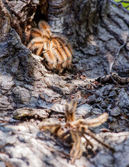 araña pollito en tronco