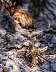 muda araña pollito en tronco