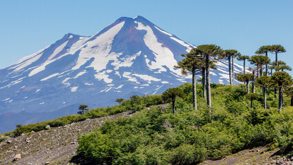 volcan llaima con araucarias 