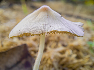 close up - white mushroom growing on the ground. selective focus