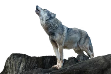 Foto op Plexiglas 岩の上で遠吠えをするオオカミ © maruboland