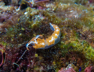 Nudibranch