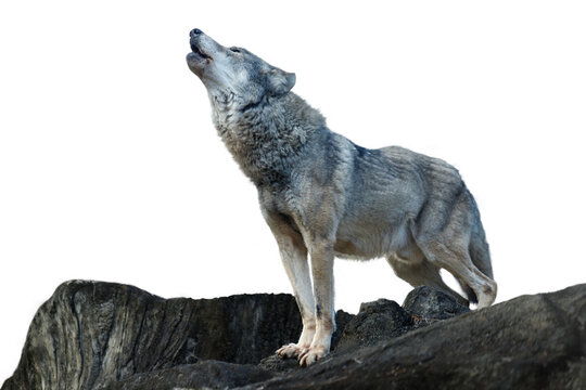 Wolf Howling Images – Browse 113,912 Stock Photos, Vectors