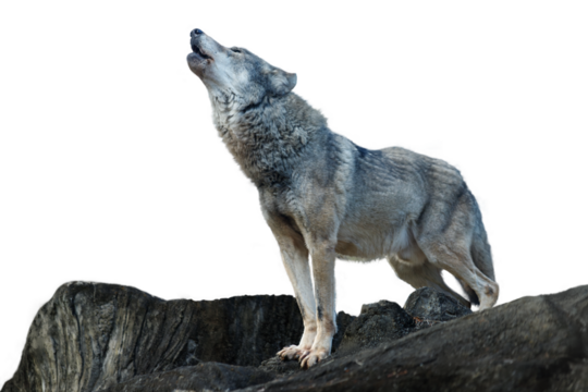 岩の上で遠吠えをするオオカミ