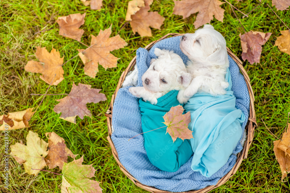 Poster tiny white bichon frise puppies wrapped like a babies sleep inside basket on autumn grass. top down 