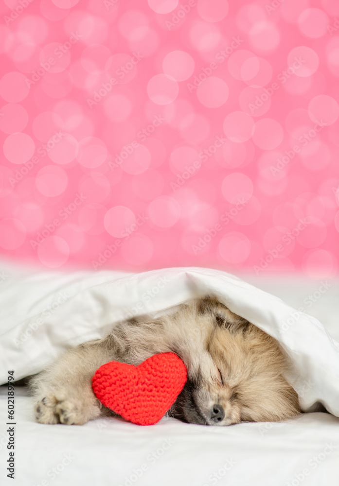 Aufkleber cozy pomeranian spitz puppy sleeps on a bed at home with red heart on festive background. empty spac