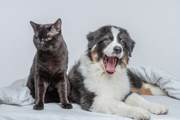 Yawning Australian shepherd dog and black cat lying together on a bed at home